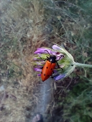Mylabris quadripunctata