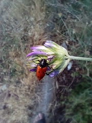 Mylabris quadripunctata