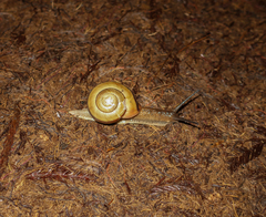 Nesiohelix samarangae