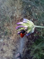 Mylabris quadripunctata