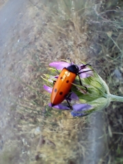 Mylabris quadripunctata