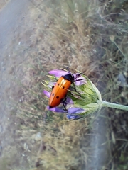 Mylabris quadripunctata