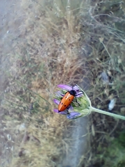 Mylabris quadripunctata