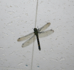 Polycanthagyna melanictera