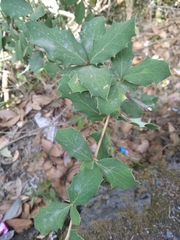 Berberis aristata