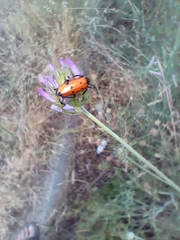 Mylabris quadripunctata