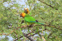 Eupsittula pertinax xanthogenia