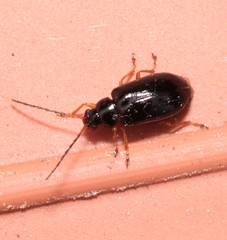 Luperus xanthopoda
