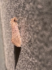 Acrolophus propinqua