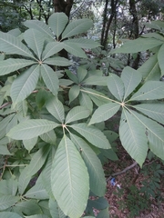 Aesculus indica