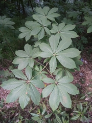 Aesculus indica