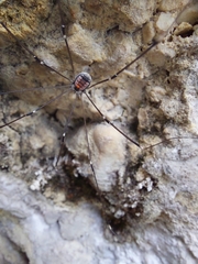 Leiobunum roseum