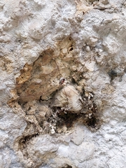 Leiobunum roseum