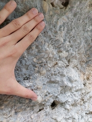 Leiobunum roseum