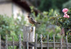 Turdus falcklandii magellanicus