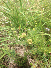 Desmanthus illinoensis