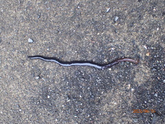 Bipalium fuscatum