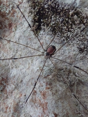 Leiobunum roseum