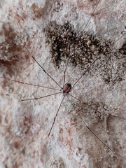 Leiobunum roseum