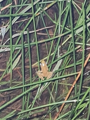 Indosylvirana nicobariensis