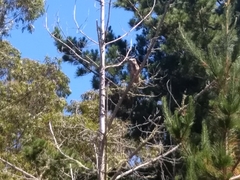 Bubo virginianus pacificus