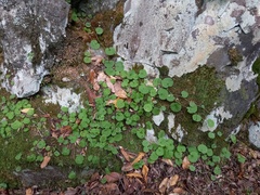 Sibthorpia peregrina