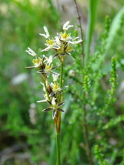 Juncus squarrosus
