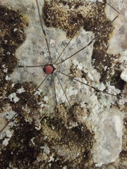 Leiobunum roseum
