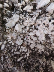 Leiobunum roseum