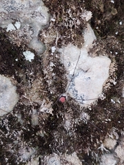 Leiobunum roseum