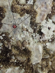 Leiobunum roseum