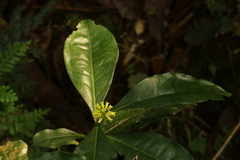 Peddiea
