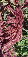 Amaranthus cruentus
