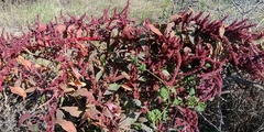 Amaranthus cruentus