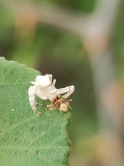 Thomisus spectabilis