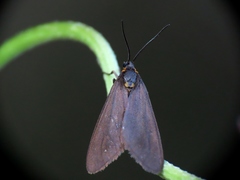 Dysauxes servula