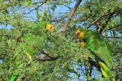 Amazona barbadensis