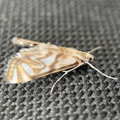 Neocataclysta magnificalis