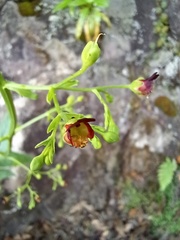 Scrophularia hirta
