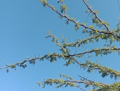 Vachellia gerrardii