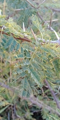 Vachellia gerrardii