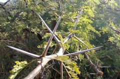Vachellia gerrardii