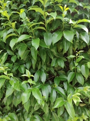 Aquilaria