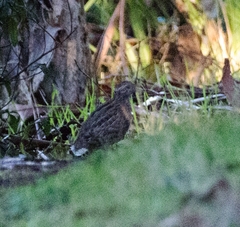 Coturnix pectoralis