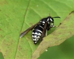Dolichovespula arctica