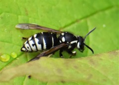 Dolichovespula arctica