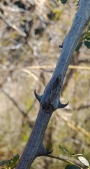Senegalia erubescens