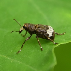 Eurymycter