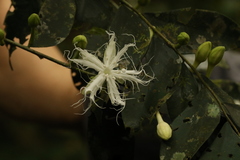 Dicranolepis