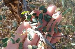 Senegalia erubescens